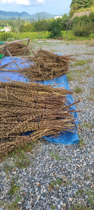 Mmebaik님의 참깨 · 영농일지 작성글 사진