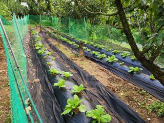 오경숙 님의 배추 · 영농일지 작성글 사진