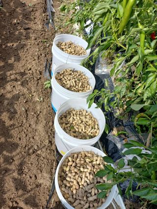 박순례님의 기타작물 · 영농일지 작성글 사진