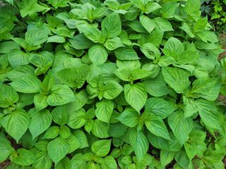 김춘성님의 기타작물 · 영농일지 작성글 사진