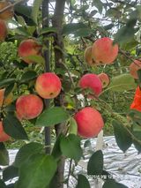 팜모닝 사과·영농일지 게시글 이미지