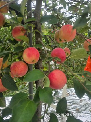 서덕석님의 사과 · 영농일지 작성글 사진