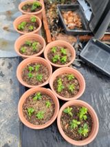 팜모닝 기타작물·영농일지 게시글 이미지