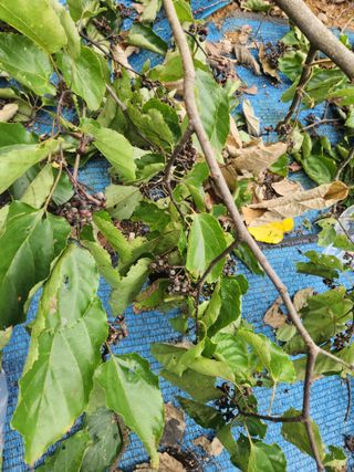 김영옥님의 기타작물 · 영농일지 작성글 사진