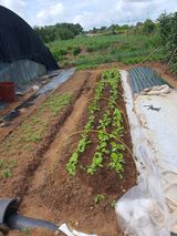 팜모닝 기타작물·영농일지 게시글 이미지