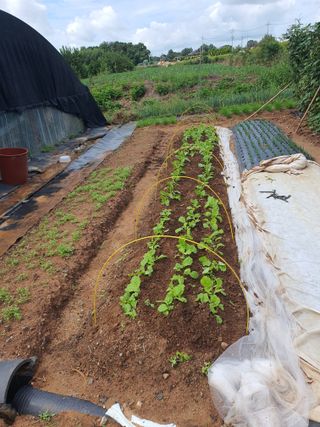 전주이상권님의 기타작물 · 영농일지 작성글 사진