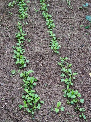 김해열님의 기타작물 · 영농일지 작성글 사진