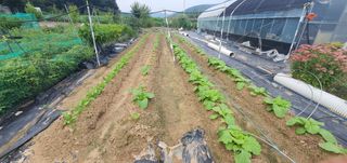 박상중님의 배추 · 영농일지 작성글 사진