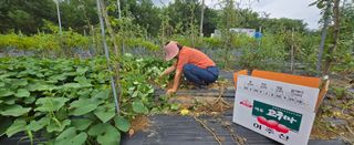 상추22033님의 기타작물 · 영농일지 작성글 사진