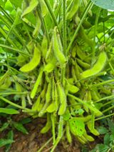 팜모닝 콩·영농일지 게시글 이미지