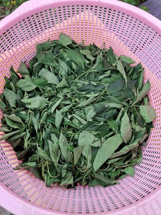 헤이쥬회원님의 고추 · 영농일지 작성글 사진