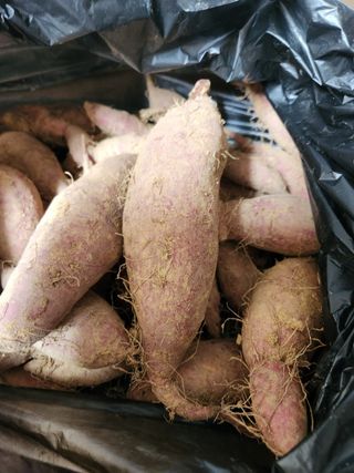 박병한님의 고구마 · 영농일지 작성글 사진