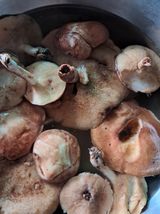 팜모닝 기타작물·영농일지 게시글 이미지