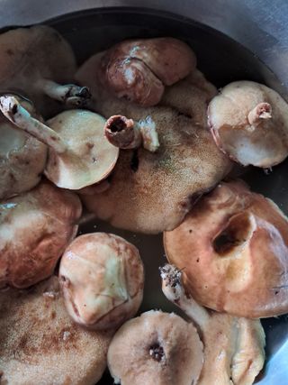 허한수 님의 기타작물 · 영농일지 작성글 사진