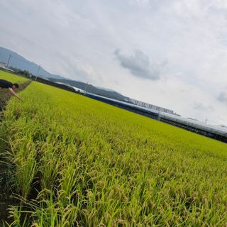 김홍례님의 벼 · 영농일지 작성글 사진