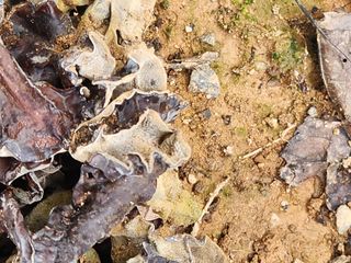 김영옥님의 기타작물 · 영농일지 작성글 사진