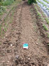 팜모닝 시금치·영농일지 게시글 이미지