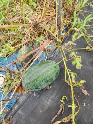 김영옥님의 기타작물 · 영농일지 작성글 사진