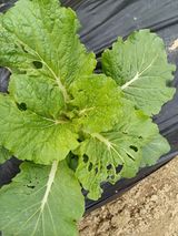 팜모닝 배추·영농일지 게시글 이미지