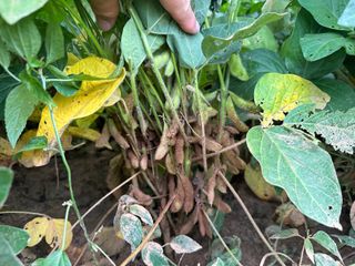 오성균님의 콩 · 영농일지 작성글 사진