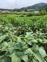 팜모닝 콩·영농일지 게시글 이미지