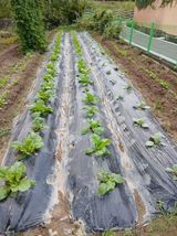 팜모닝 배추·영농일지 게시글 이미지