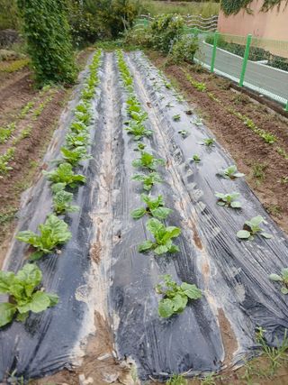 최영묵님의 배추 · 영농일지 작성글 사진