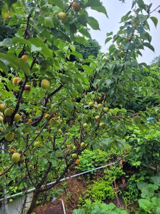 김춘성님의 기타작물 · 영농일지 작성글 사진