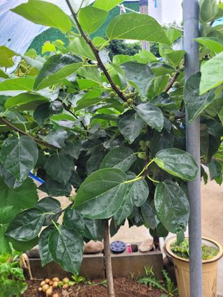 김춘성님의 기타작물 · 영농일지 작성글 사진