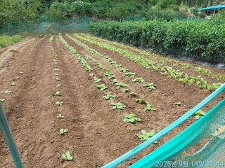 황대헌님의 배추 · 영농일지 작성글 사진