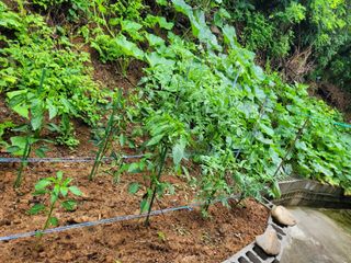 김춘성님의 기타작물 · 영농일지 작성글 사진