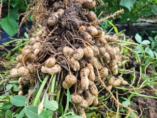 박순례님의 기타작물 · 영농일지 작성글 사진