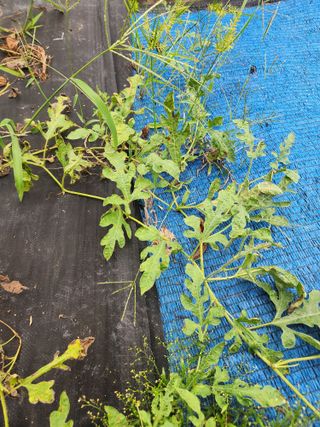 김영옥님의 기타작물 · 영농일지 작성글 사진