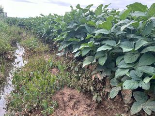 오성균님의 콩 · 영농일지 작성글 사진