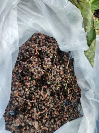 김영옥님의 기타작물 · 영농일지 작성글 사진