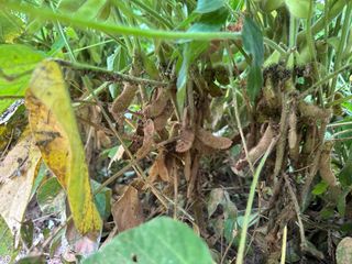 오성균님의 콩 · 영농일지 작성글 사진