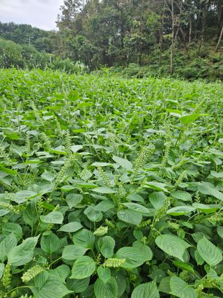 감7768님의 들깨 · 영농일지 작성글 사진