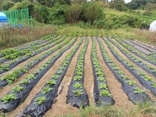 김진현님의 배추 · 영농일지 작성글 사진