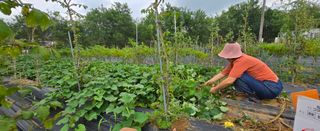 상추22033님의 기타작물 · 영농일지 작성글 사진