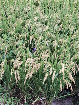 임호수님의 기타작물 · 영농일지 작성글 사진