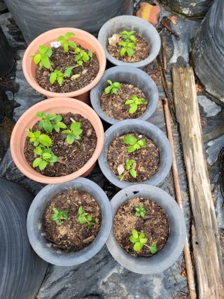 박치문님의 기타작물 · 영농일지 작성글 사진