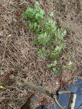 팜모닝 기타작물·영농일지 게시글 이미지