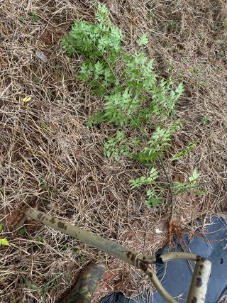 오성균님의 기타작물 · 영농일지 작성글 사진