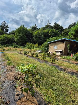 나오리농장님의 기타작물 · 영농일지 작성글 사진