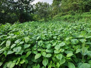 오경숙 님의 배추 · 영농일지 작성글 사진