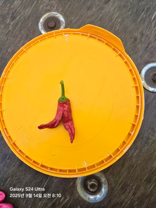Jbokjoris님의 고추 · 영농일지 작성글 사진