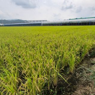 김홍례님의 벼 · 영농일지 작성글 사진