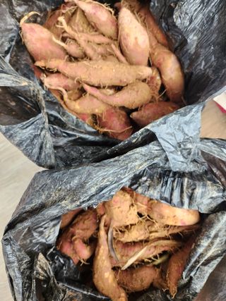 박병한님의 고구마 · 영농일지 작성글 사진