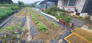 박상중님의 배추 · 영농일지 작성글 사진