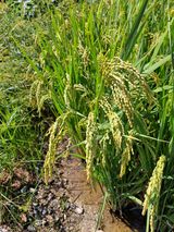 팜모닝 기타작물·영농일지 게시글 이미지